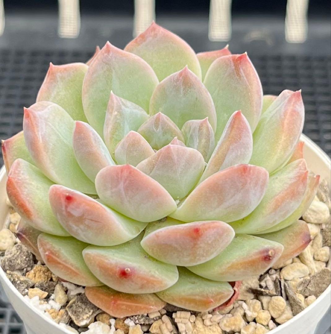 多肉植物【シュガークリスタル】（氷砂糖水晶）　抜き苗