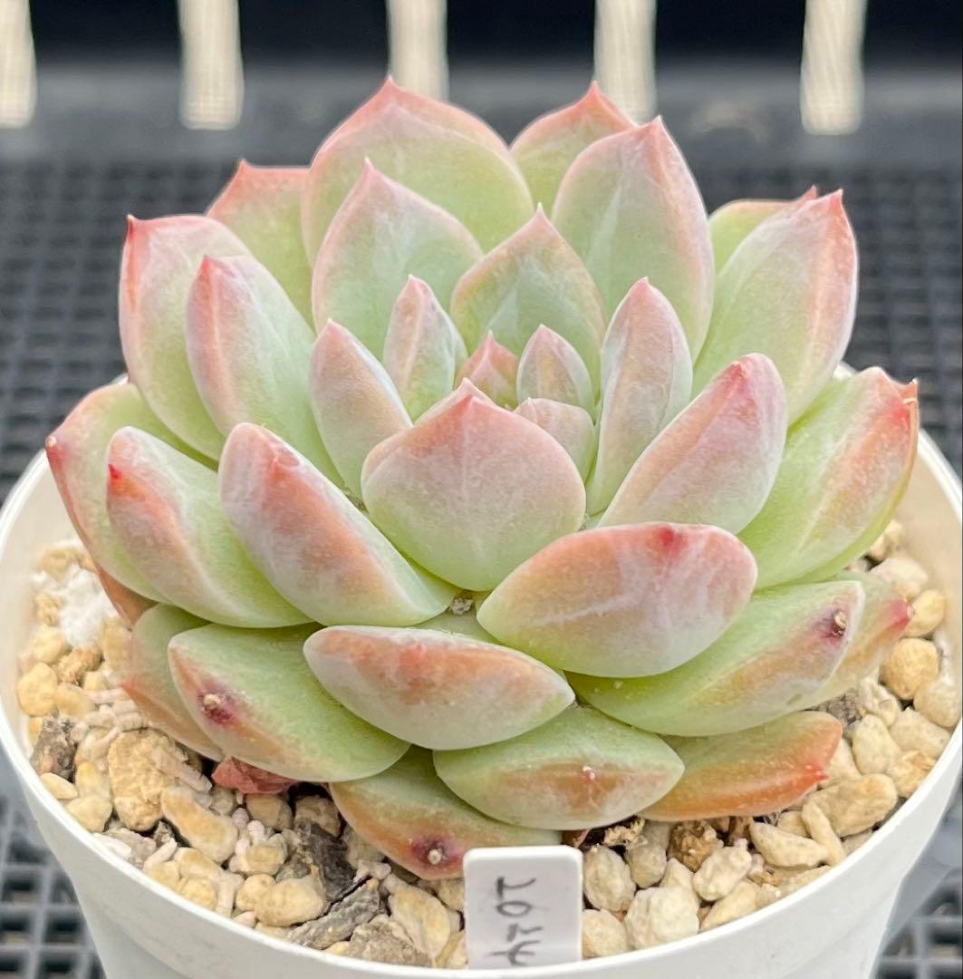 多肉植物【シュガークリスタル】（氷砂糖水晶）　抜き苗