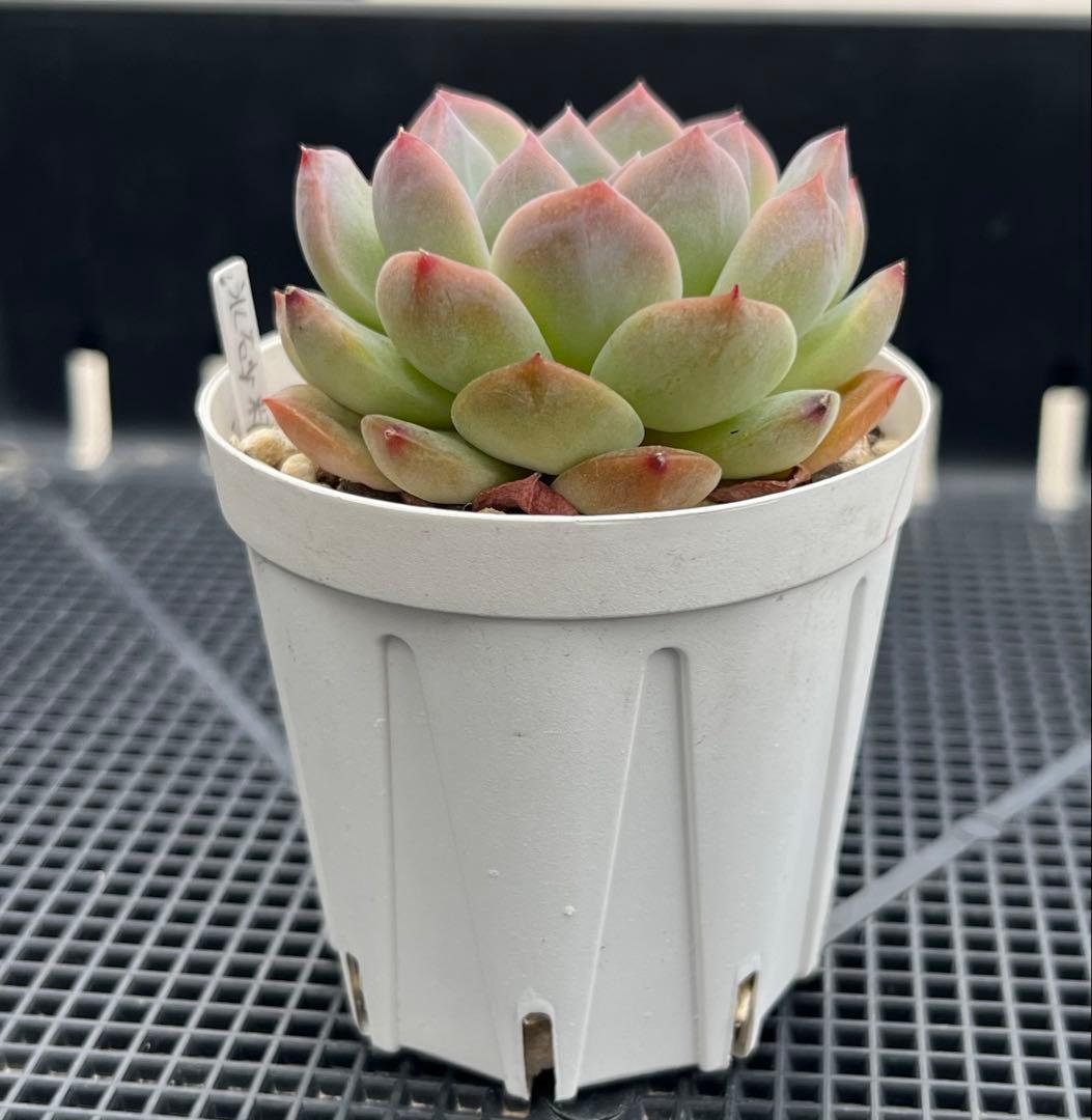 多肉植物【シュガークリスタル】（氷砂糖水晶）　抜き苗