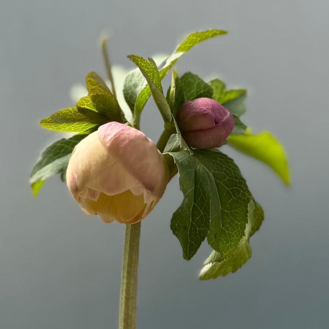 ま*こ様 クリスマスローズ 『小輪 手毬交配 ddアプリコットクリーム』