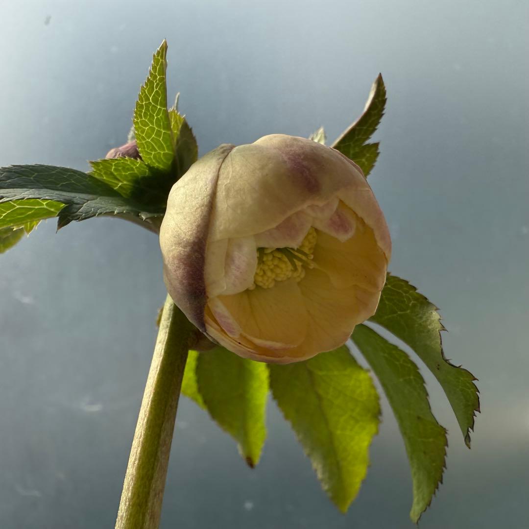 ま*こ様 クリスマスローズ 『小輪 手毬交配 ddアプリコットクリーム』