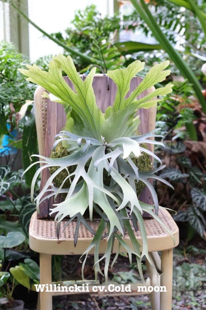 限定1株　P. willinckii 'Cold moon’ OC ウィリンキー