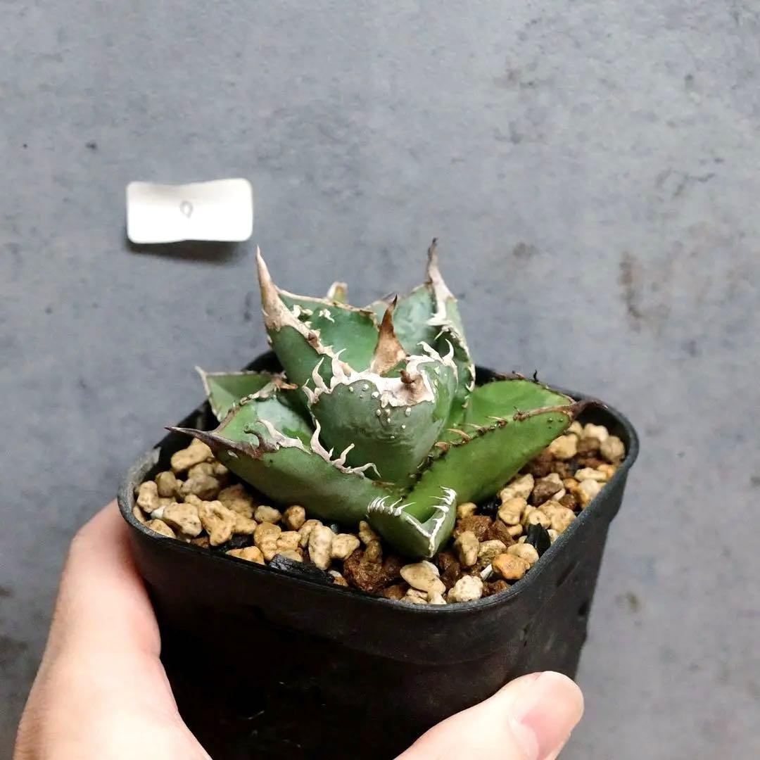 アガベ　チタノタ　オテロイ　冰雹　ブツブツ　発根済み　9