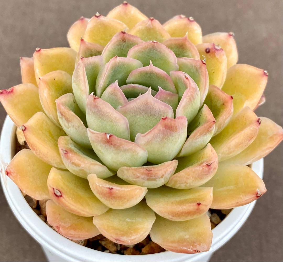 多肉植物　ハオルヤ