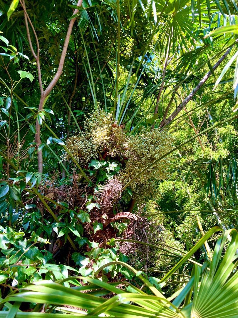 完売　希少＊高級花材【棕櫚の実＊シュロの実】花材/スワッグやリース素材に