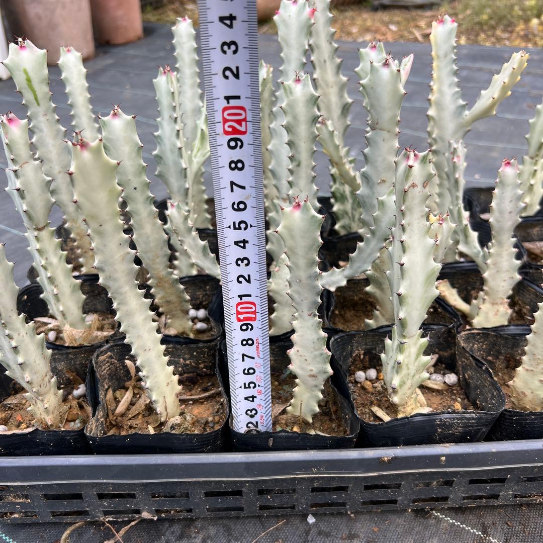 ホワイトゴースト 発根済み 24本まとめ売り