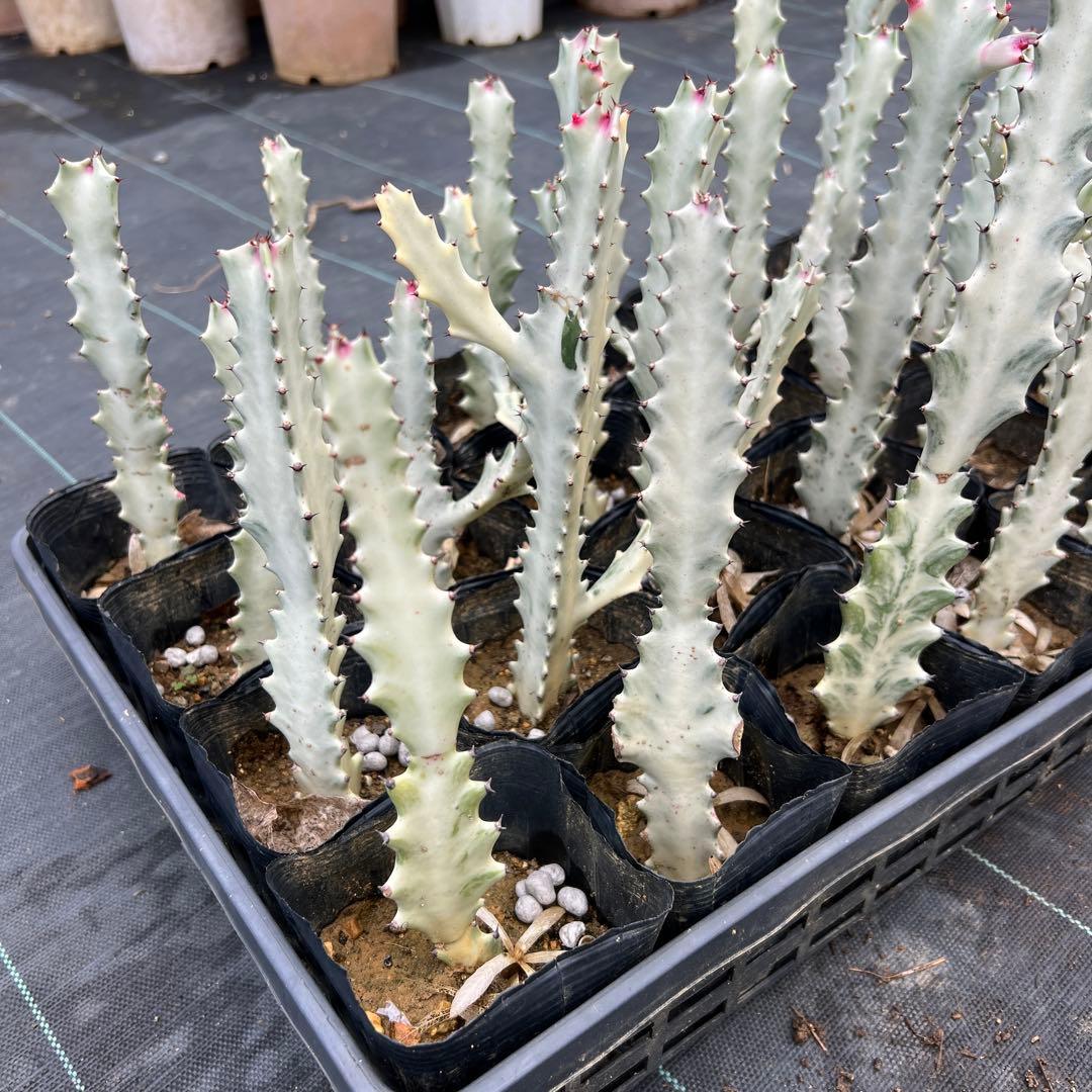 ホワイトゴースト 発根済み 24本まとめ売り