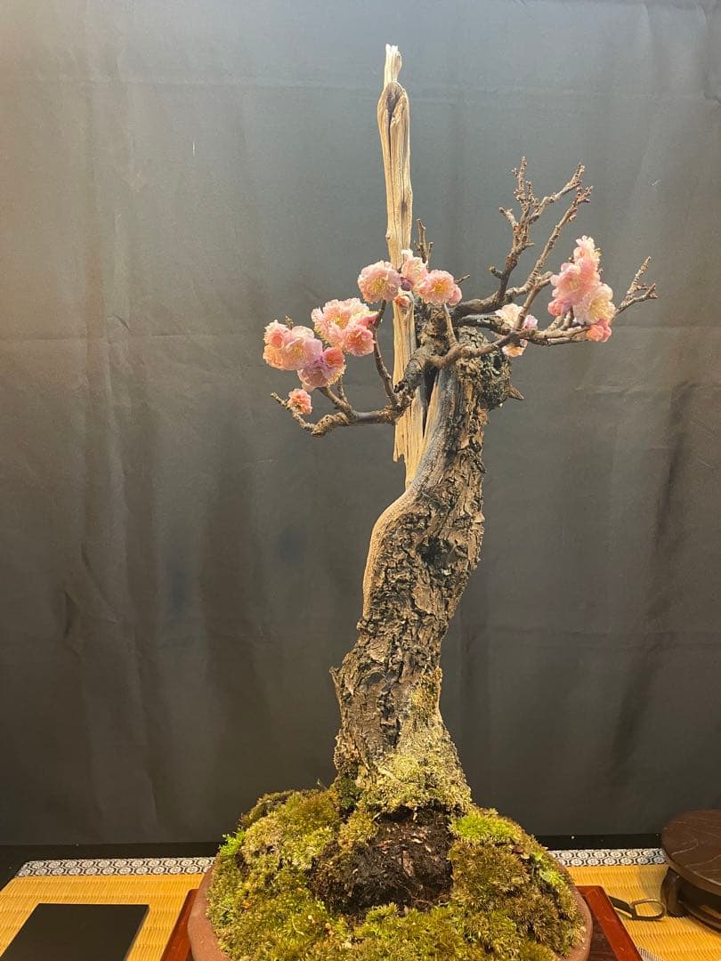 野梅 盆栽（希少形）古木