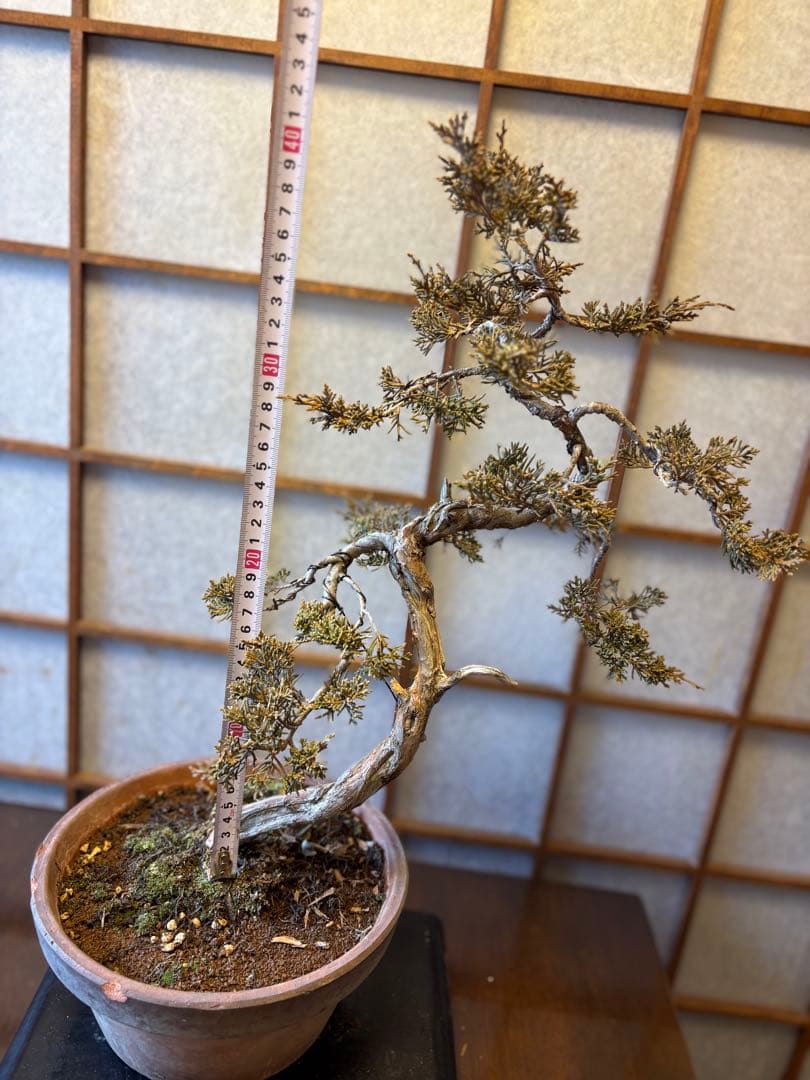 真柏盆栽❗️しなやかな動き！文人木！