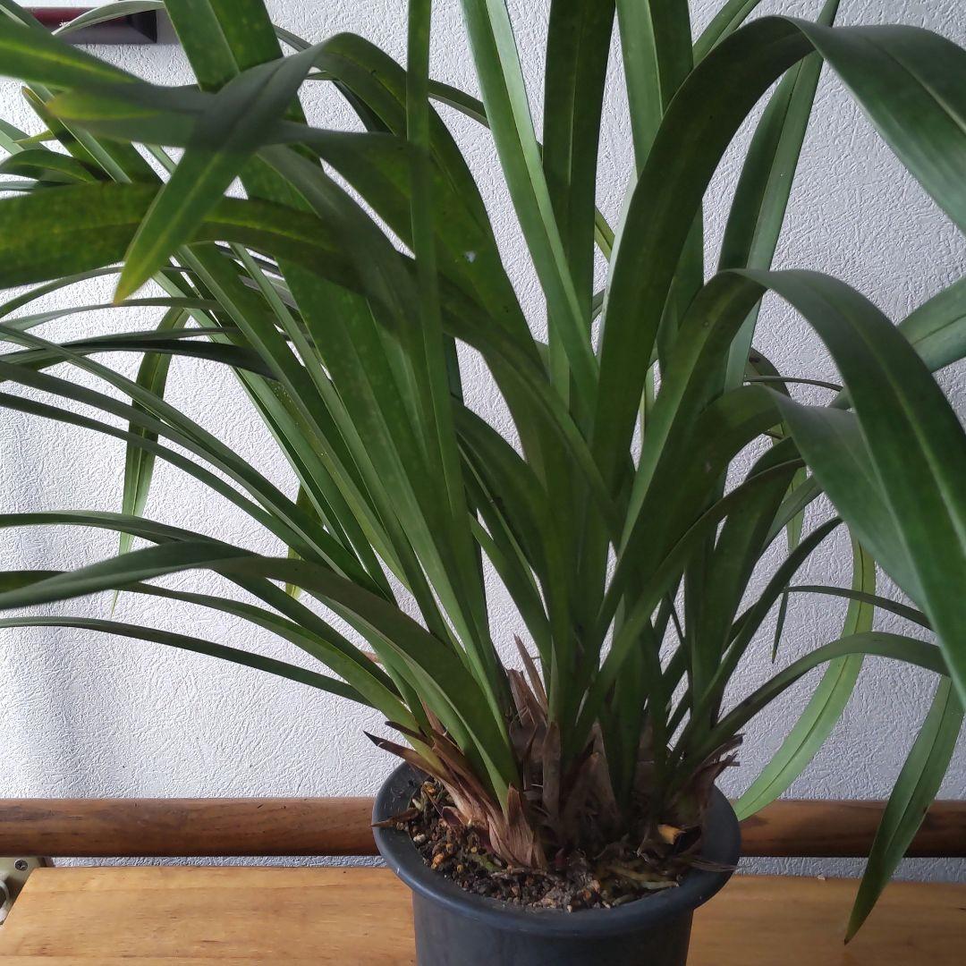 キンリョウヘン(花芽5芽付き)大株