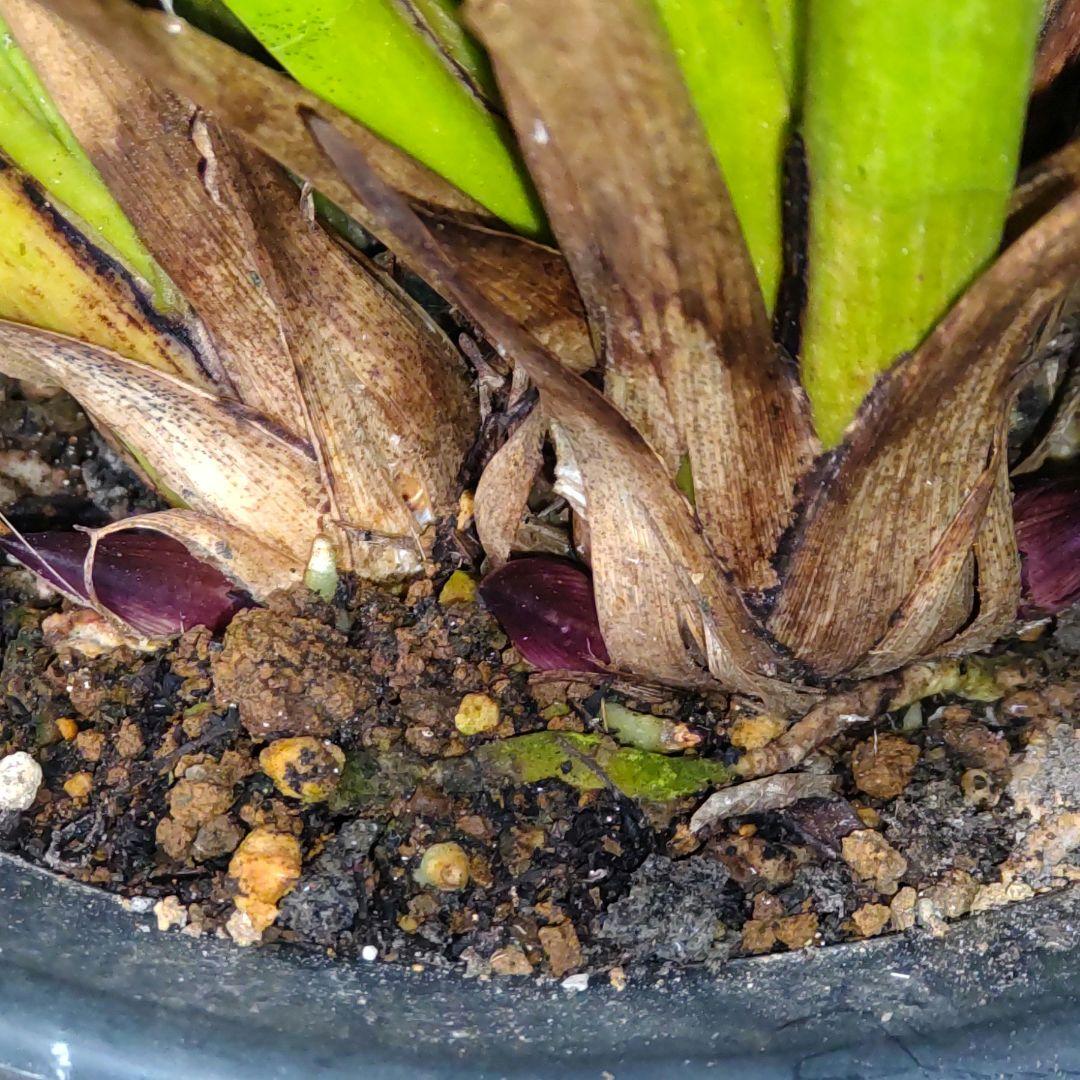 キンリョウヘン(花芽5芽付き)大株