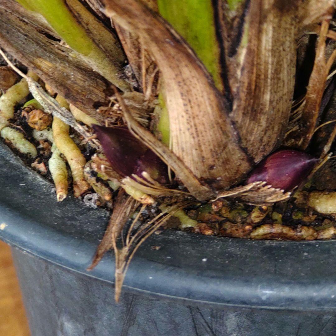 キンリョウヘン(花芽5芽付き)大株