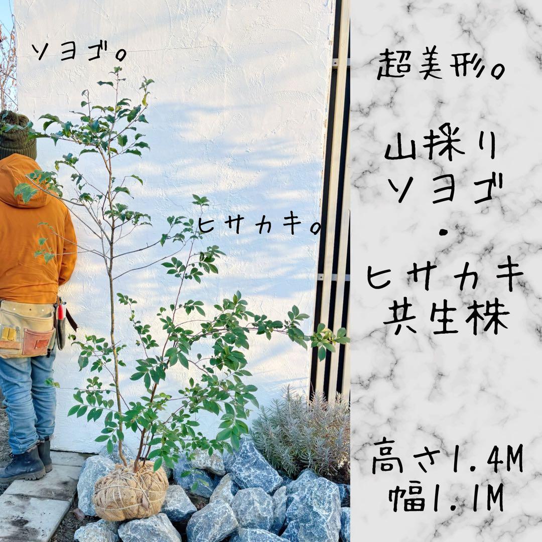 超美形。山採りソヨゴ・ヒサカキ共生株1.4M(鉢底から)