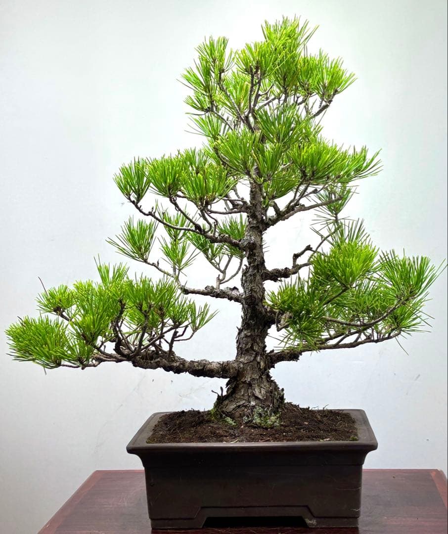 黒松盆栽❸☆☆☆