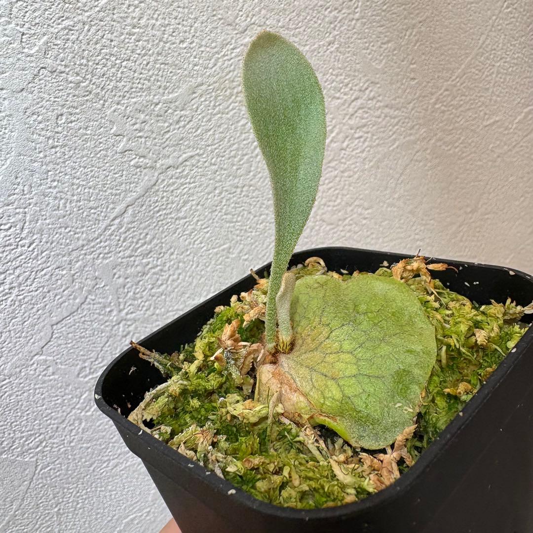 DK-6 オススメ ビカクシダ 子株 株分け 観葉植物