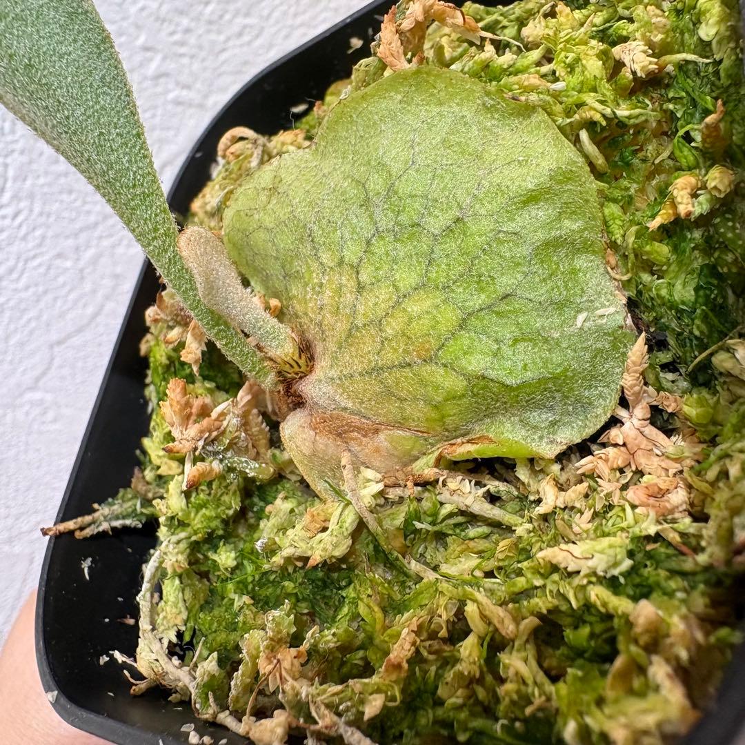 DK-6 オススメ ビカクシダ 子株 株分け 観葉植物