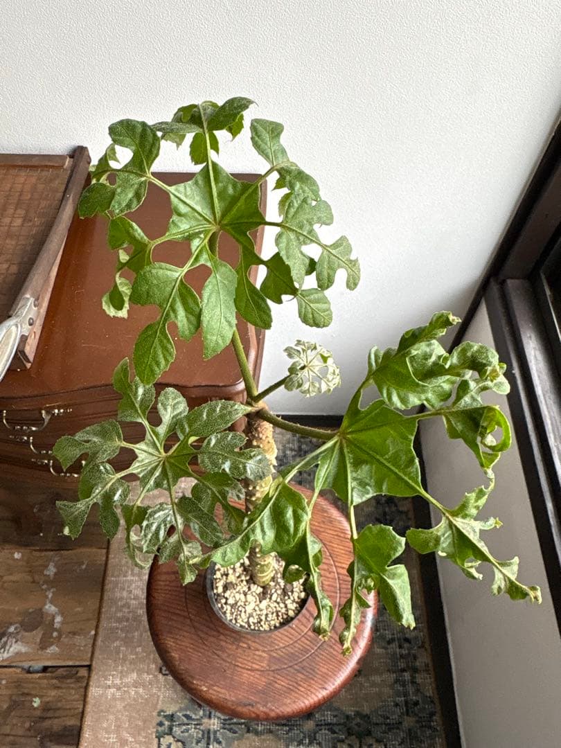 トラべシア　パルマータ　3.５号