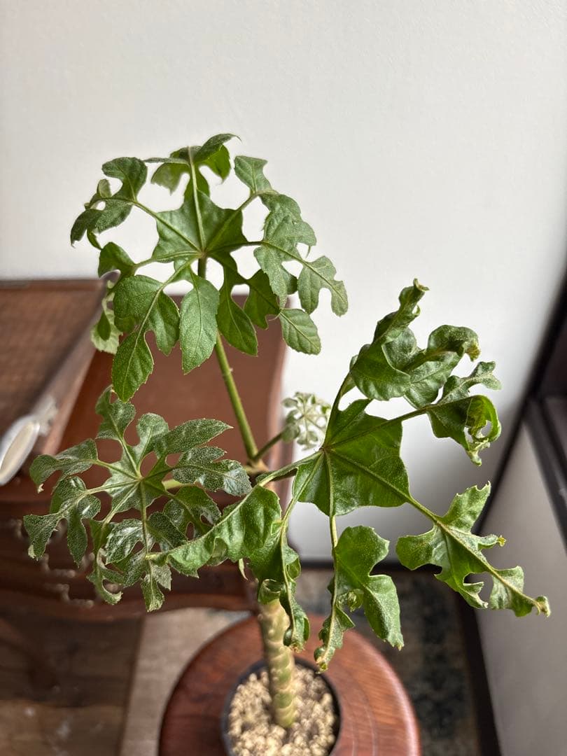 トラべシア　パルマータ　3.５号