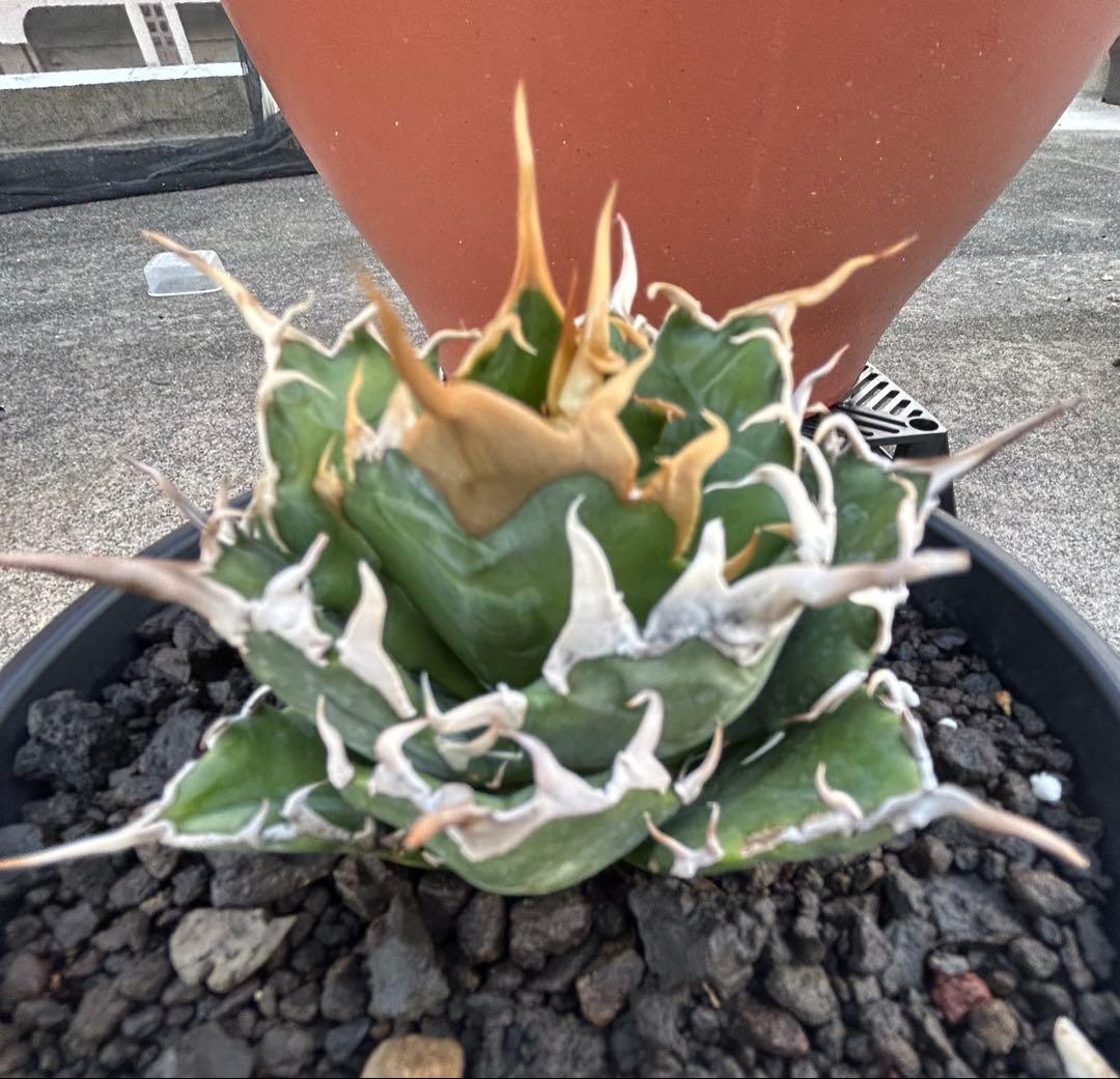 oaxaca oteroi seedingオアハカ白鋸歯 現地実生