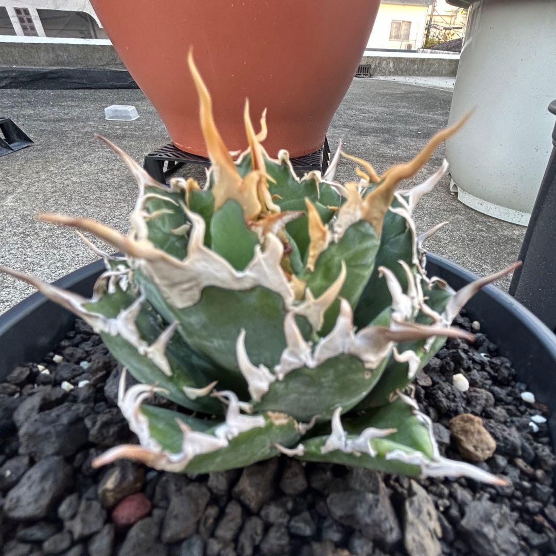 oaxaca oteroi seedingオアハカ白鋸歯 現地実生