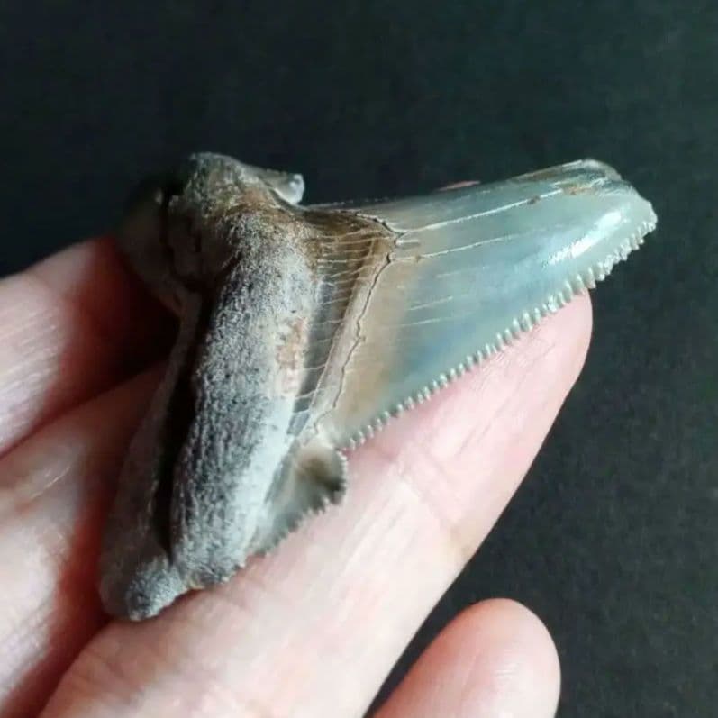 サメの歯化石　アングスティデンス　USA産　特大　希少種　極美麗