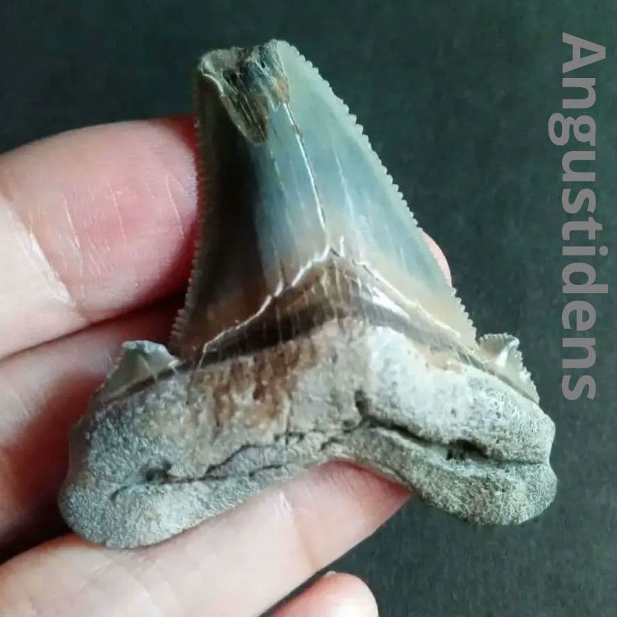 サメの歯化石　アングスティデンス　USA産　特大　希少種　極美麗