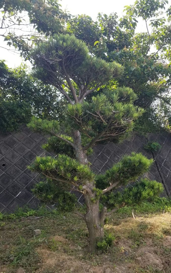 マキ　槇　ガーデニング　樹木　植木　3m　三重引取