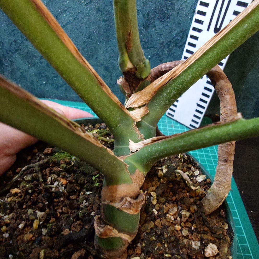 【美樹形】モンステラデリシオーサ　コンパクタ　本物ガチムチ穴あき　新葉割れ大