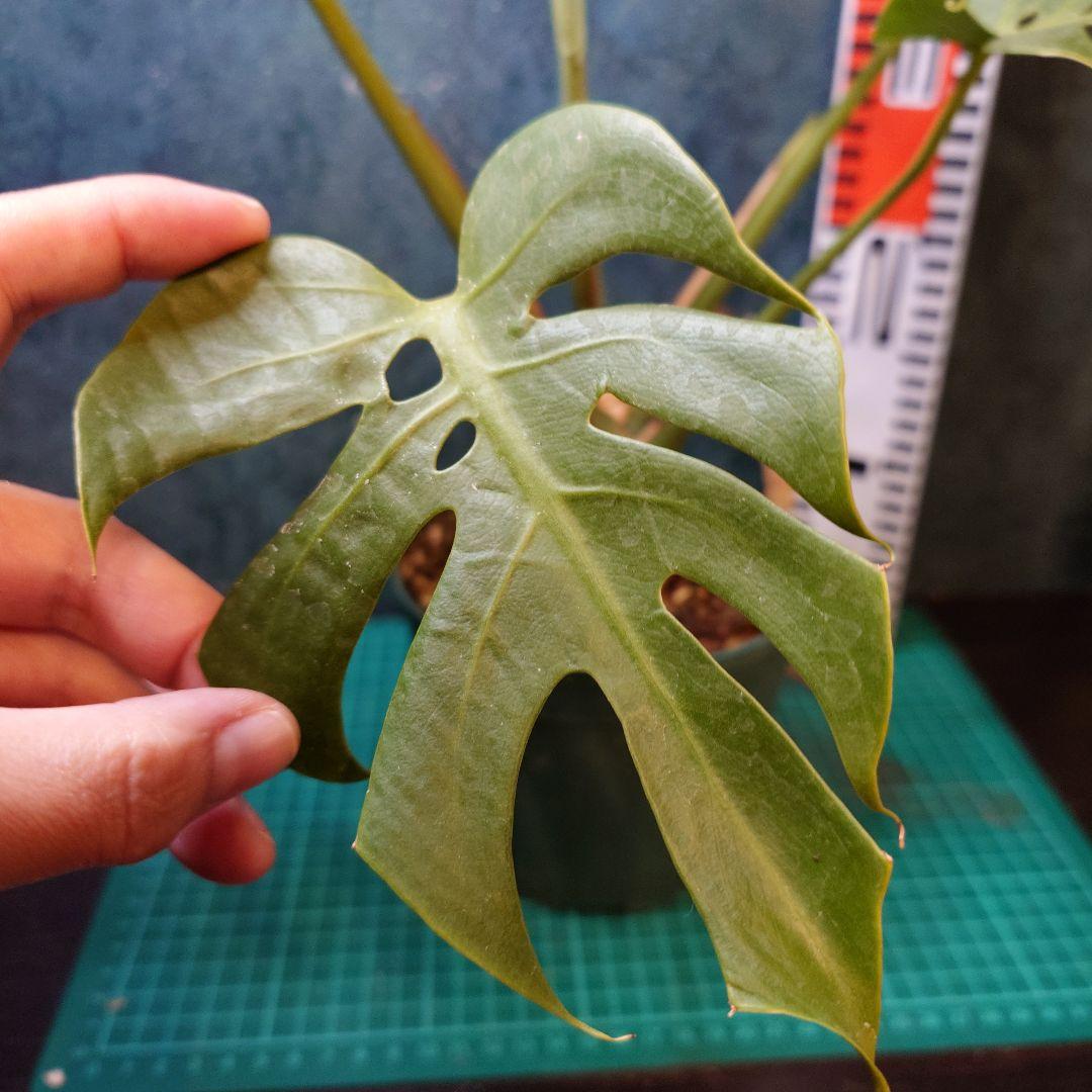 【美樹形】モンステラデリシオーサ　コンパクタ　本物ガチムチ穴あき　新葉割れ大