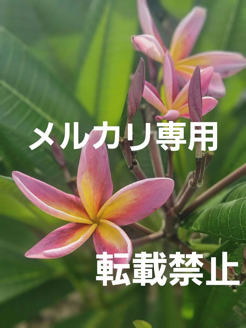 プルメリア　メタリカ①　長めのカット苗(挿し木用)