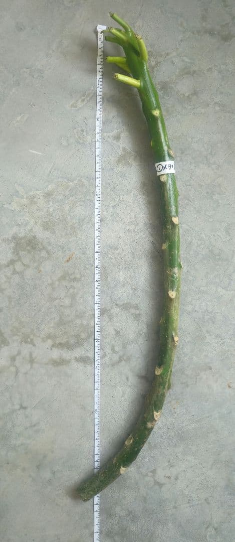 プルメリア　メタリカ①　長めのカット苗(挿し木用)