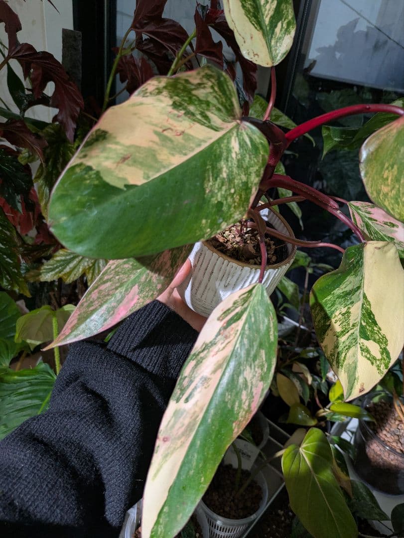 【美斑・極株】フィロデンドロン ストロベリーシェイク /メルカリ便