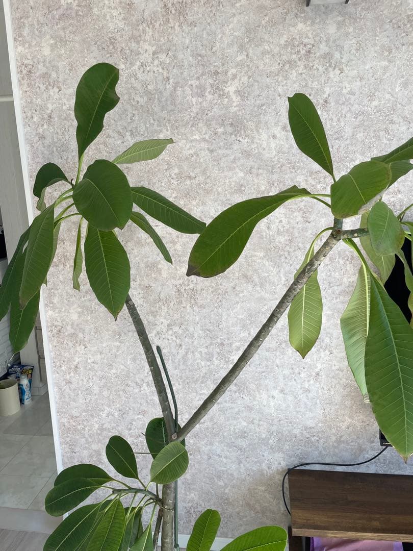 【最終値下げ】プルメリア　大型　鉢付き価格