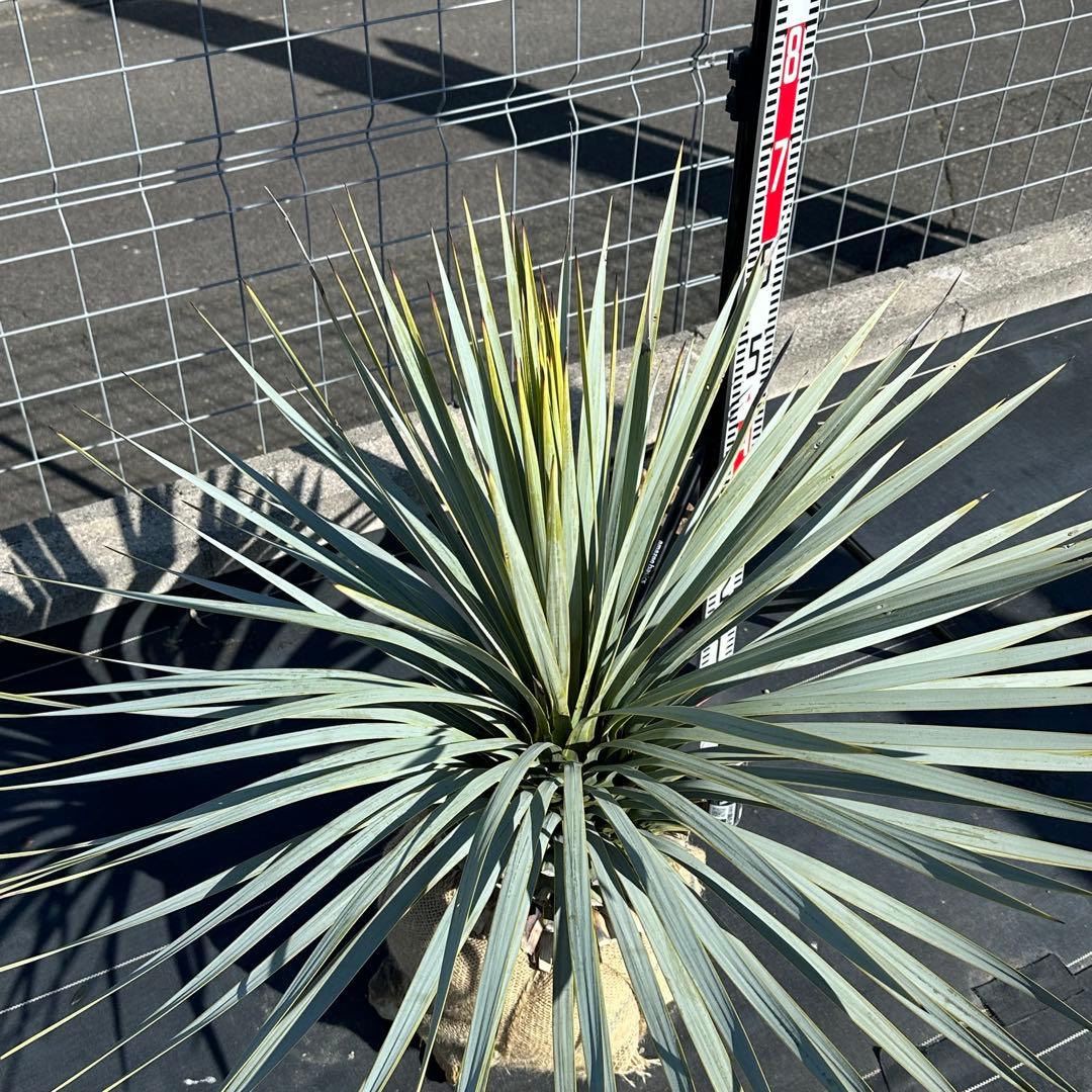 ユッカ ロストラータ（樹高:約83cm）Feb01