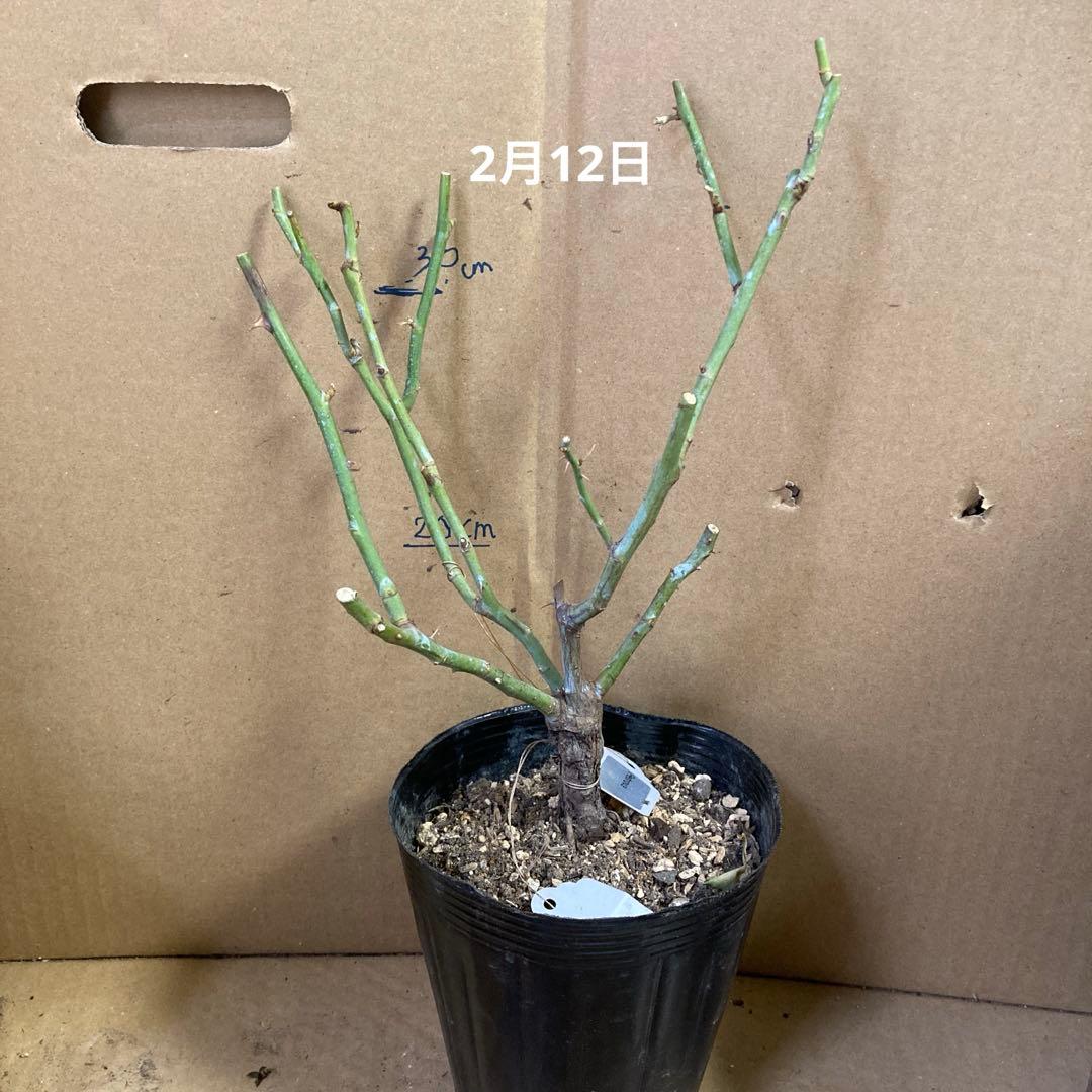 バラ苗　切りバラ苗　petr♡va