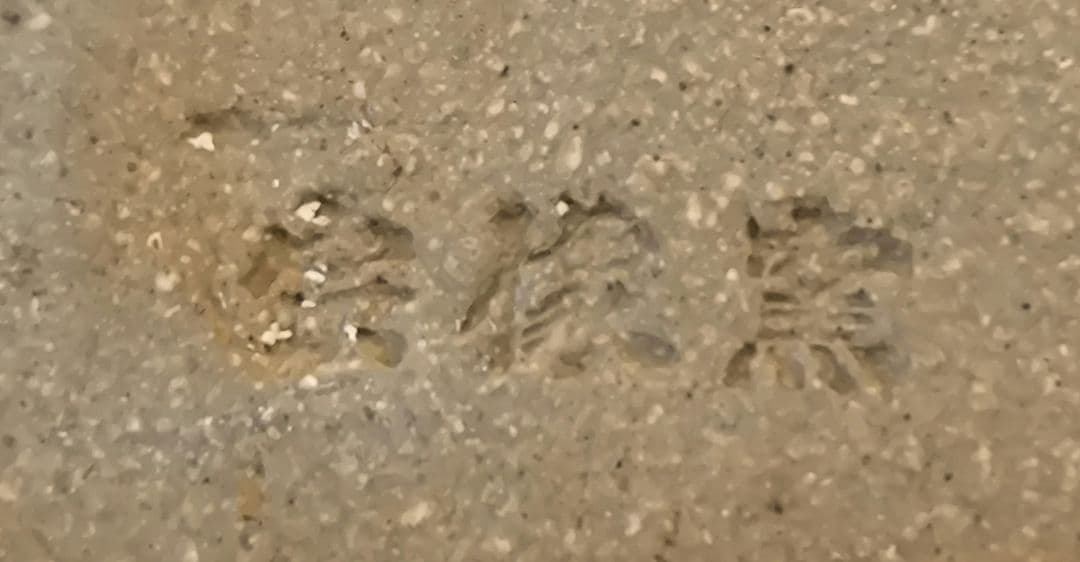 会津本郷焼　宗像窯　鰊鉢