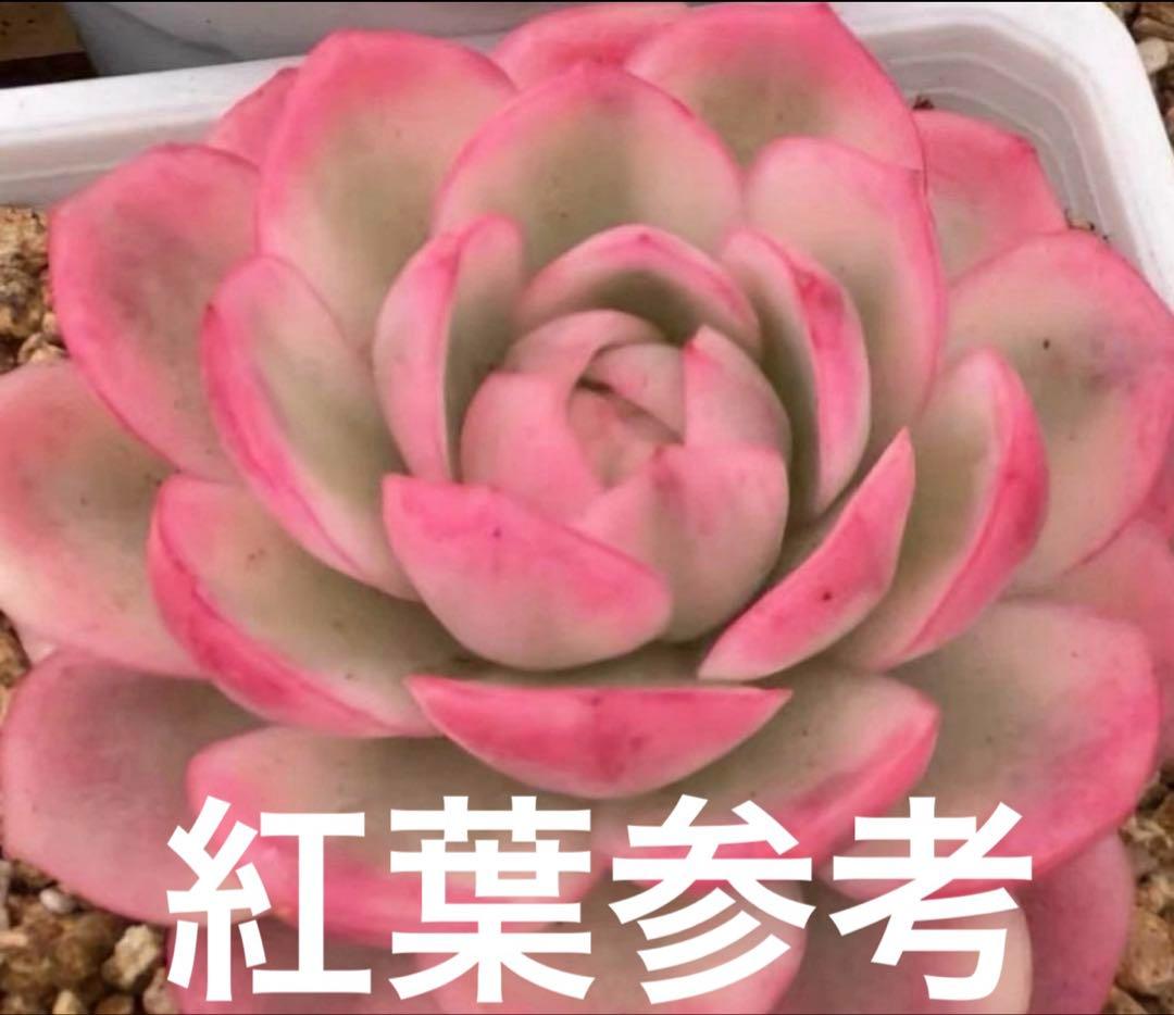 多肉植物　レア　ピンクブロリー錦　輸入苗　カット苗✨美斑✨