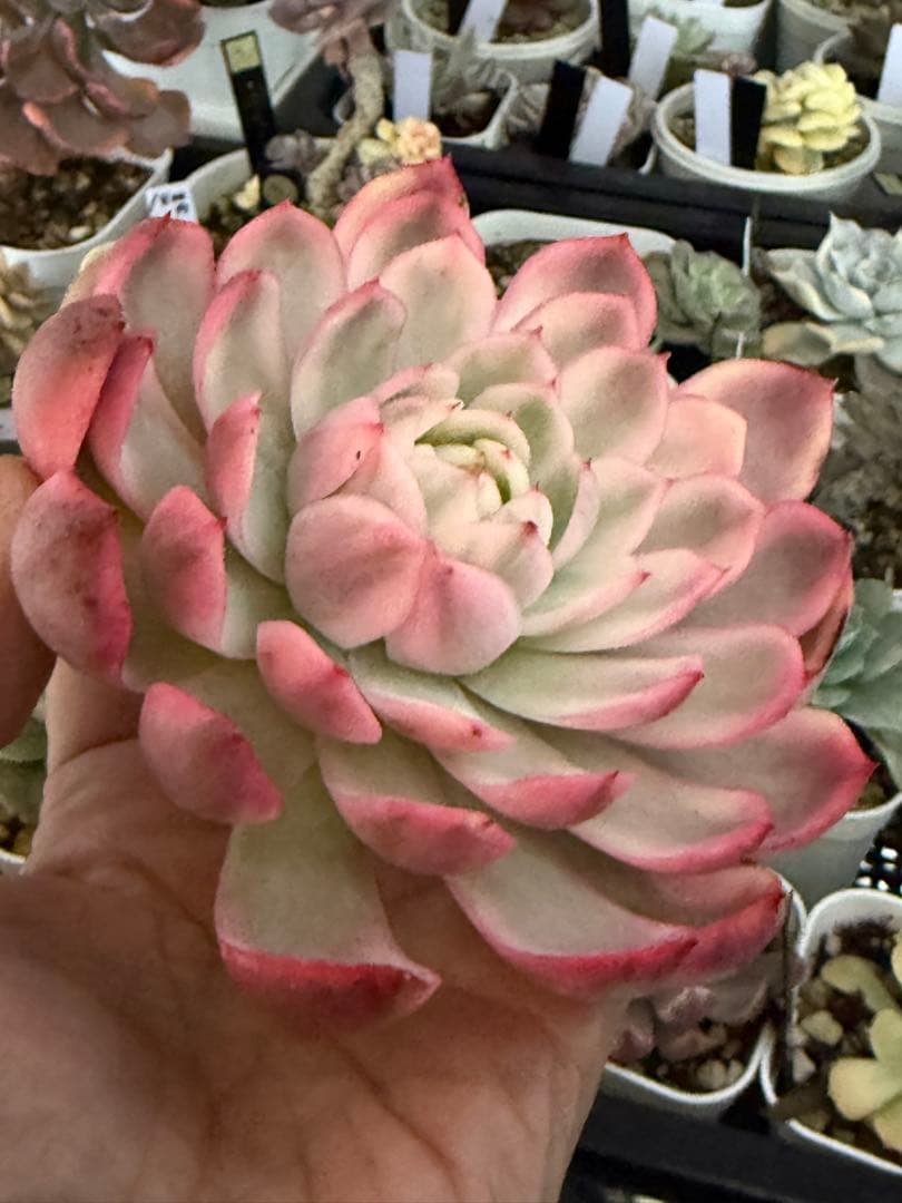 多肉植物　レア　ピンクブロリー錦　輸入苗　カット苗✨美斑✨