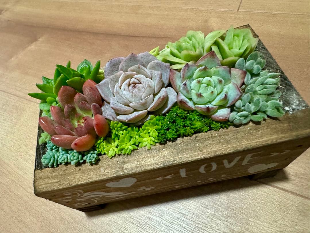 多肉植物 寄せ植え 木箱 アイスローズ ステンシル 木工 ちまちま寄せ
