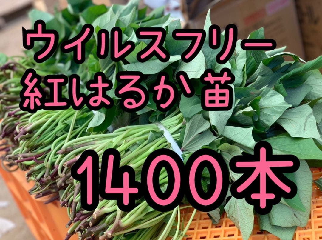 【予約受付中】紅はるか苗☆ウイルスフリー 1,400本 5月上旬から発送開始