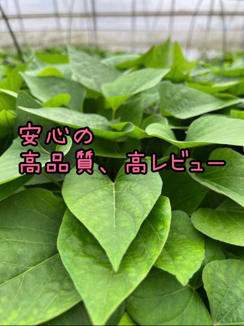 【予約受付中】紅はるか苗☆ウイルスフリー 1,400本 5月上旬から発送開始