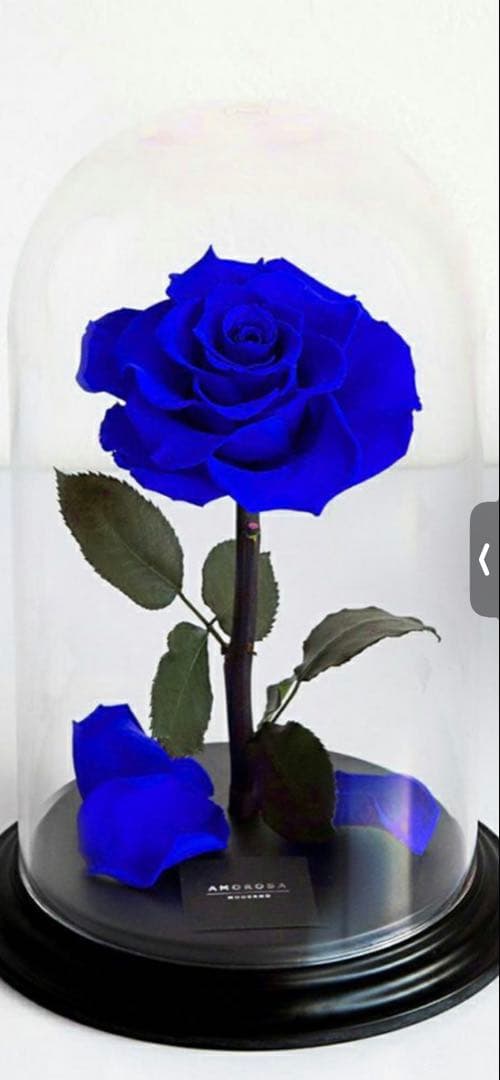 青いバラ プリザーブドフラワー クリアドーム　〜amorosa〜