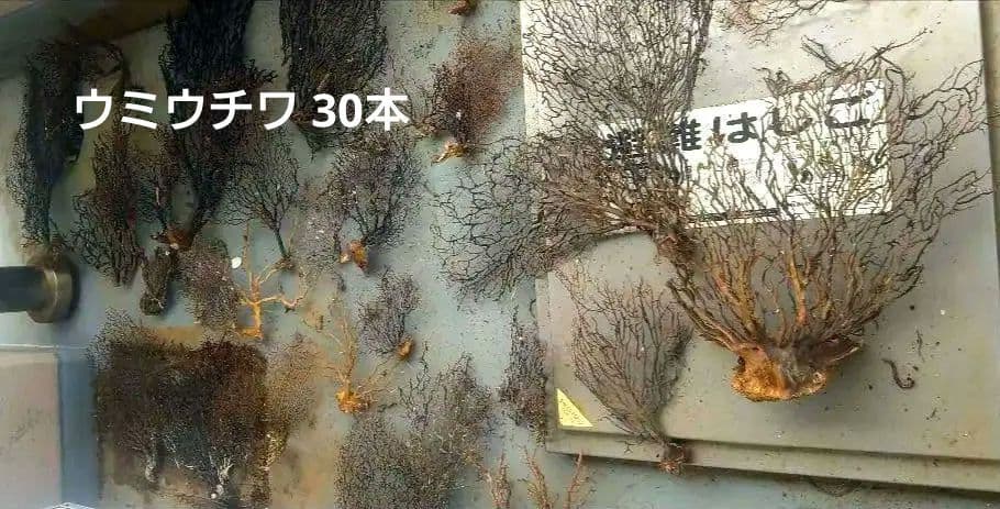 ウミウチワ 30本