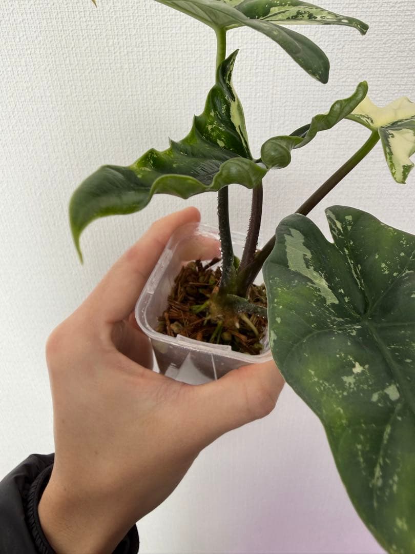 アロカシア　シンポバリエガータ変異個体とバンビーノピンク