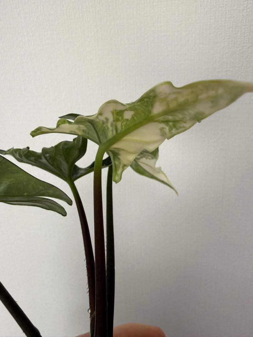 アロカシア　シンポバリエガータ変異個体とバンビーノピンク