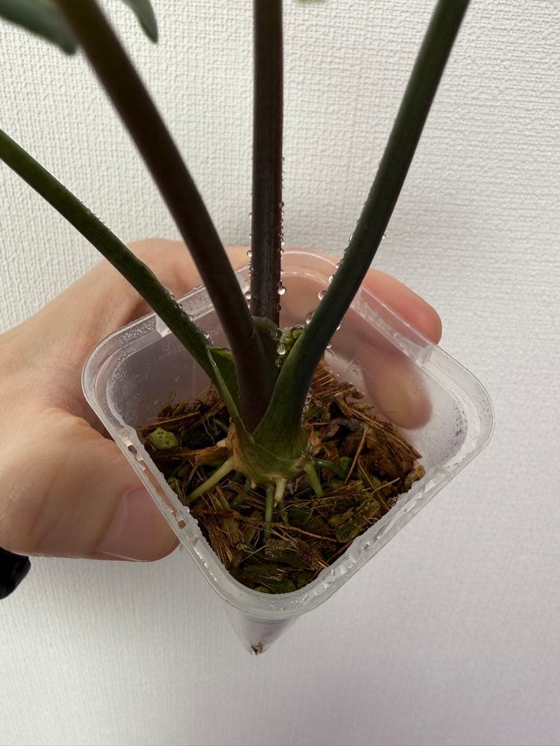 アロカシア　シンポバリエガータ変異個体とバンビーノピンク