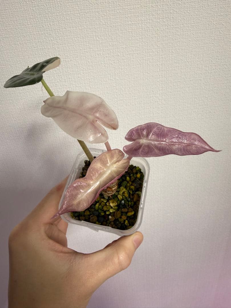 アロカシア　シンポバリエガータ変異個体とバンビーノピンク