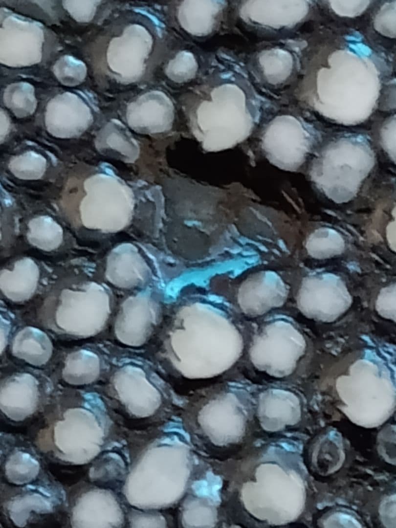 スタースティングレイ長財布