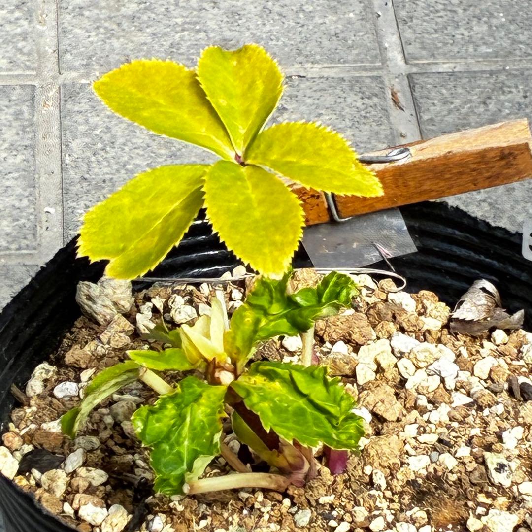 r*o様 3490☘️蕾花付き☘️極上☘️⭐️小輪⭐️ ハートSD⭐️オーレア⭐