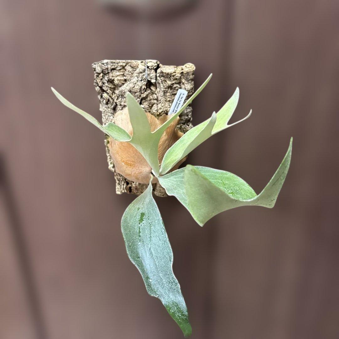 ビカクシダ　デラロッチャ（vandaka）　P. FSQ（vp#2)